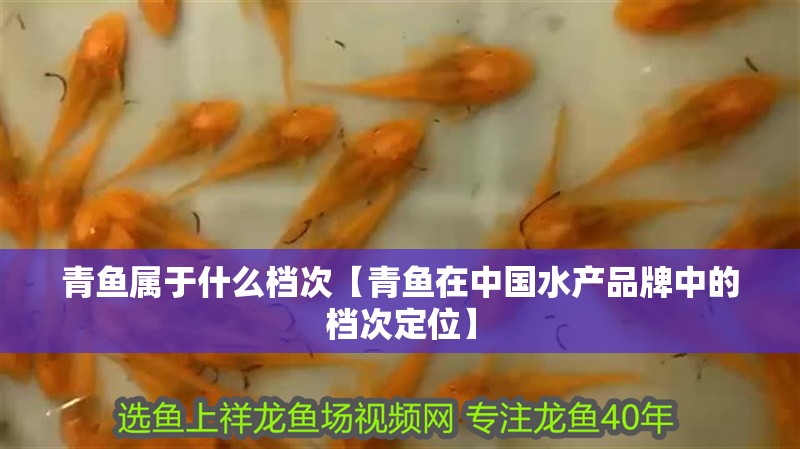 青魚屬于什么檔次【青魚在中國水產品牌中的檔次定位】