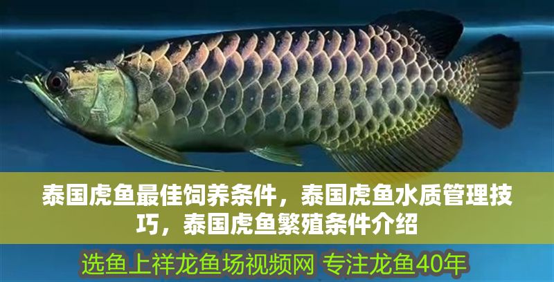 泰國虎魚最佳飼養(yǎng)條件，泰國虎魚水質(zhì)管理技巧，泰國虎魚繁殖條件介紹