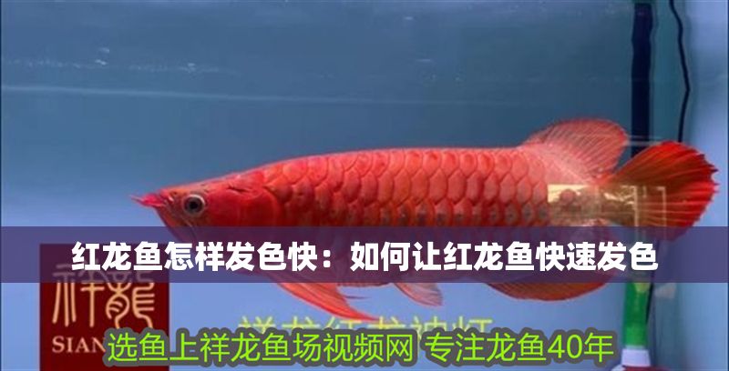 紅龍魚怎樣發色快：如何讓紅龍魚快速發色