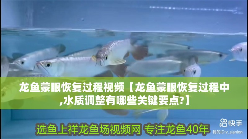 龍魚蒙眼恢復過程視頻【龍魚蒙眼恢復過程中,水質調整有哪些關鍵要點?】