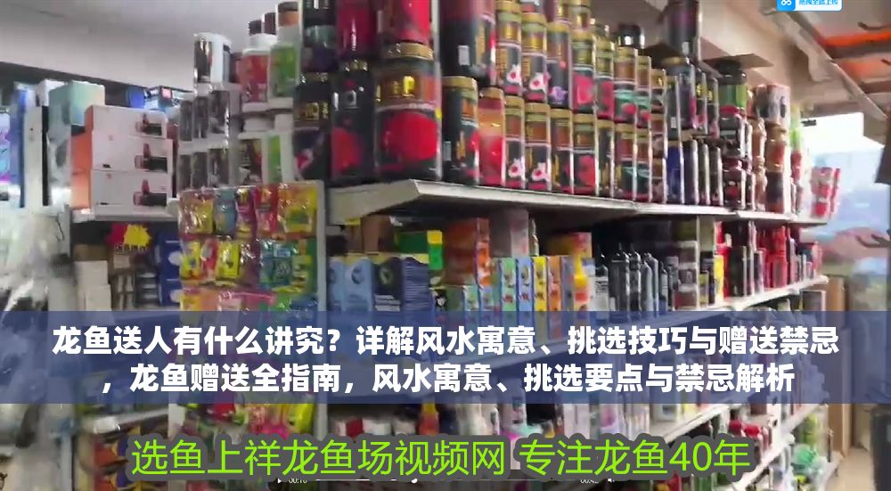 龍魚送人有什么講究？詳解風水寓意、挑選技巧與贈送禁忌，龍魚贈送全指南，風水寓意、挑選要點與禁忌解析