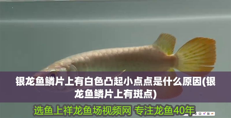 銀龍魚鱗片上有白色凸起小點點是什么原因(銀龍魚鱗片上有斑點)