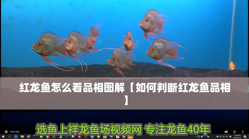 紅龍魚怎么看品相圖解【如何判斷紅龍魚品相】