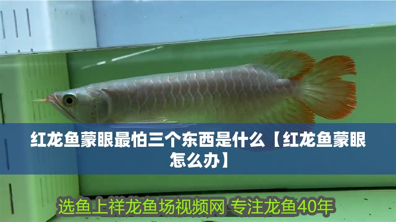 紅龍魚蒙眼最怕三個東西是什么【紅龍魚蒙眼怎么辦】