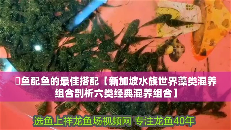 魟魚配魚的最佳搭配【新加坡水族世界藻類混養組合剖析六類經典混養組合】