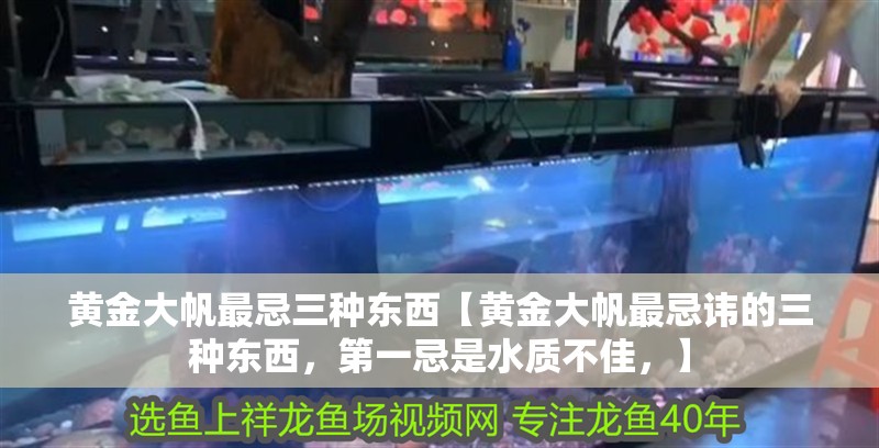 黃金大帆最忌三種東西【黃金大帆最忌諱的三種東西，第一忌是水質不佳，】 黃金大帆最忌三種東西【黃金大帆最忌諱的三種東西，第一忌是水質不佳，】 龍魚論壇