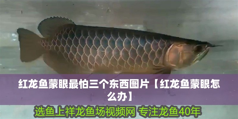 紅龍魚蒙眼最怕三個東西圖片【紅龍魚蒙眼怎么辦】