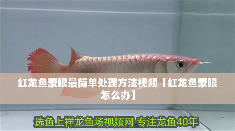 紅龍魚蒙眼最簡單處理方法視頻【紅龍魚蒙眼怎么辦】