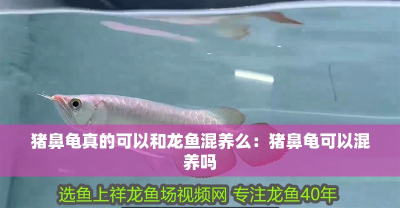 豬鼻龜真的可以和龍魚混養么：豬鼻龜可以混養嗎