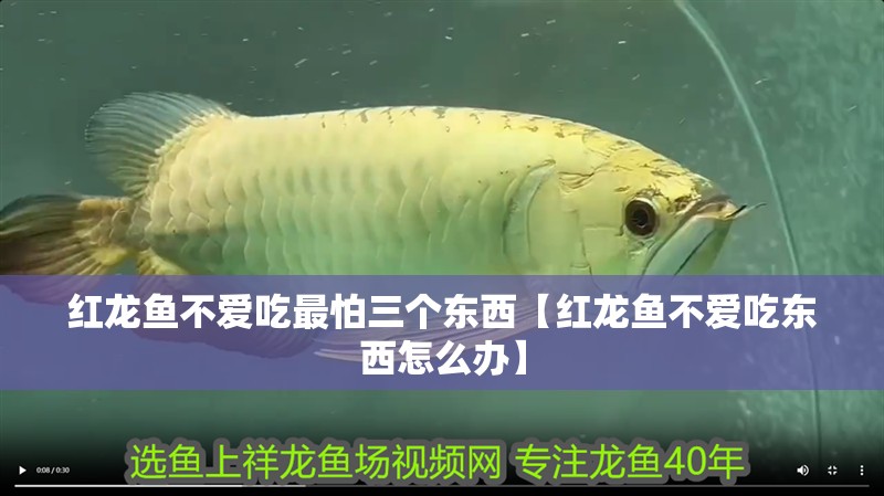 紅龍魚不愛吃最怕三個東西【紅龍魚不愛吃東西怎么辦】
