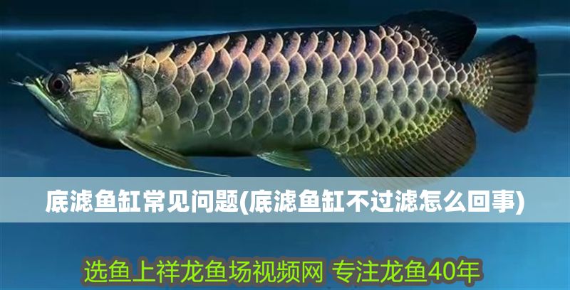 底濾魚(yú)缸常見(jiàn)問(wèn)題(底濾魚(yú)缸不過(guò)濾怎么回事)