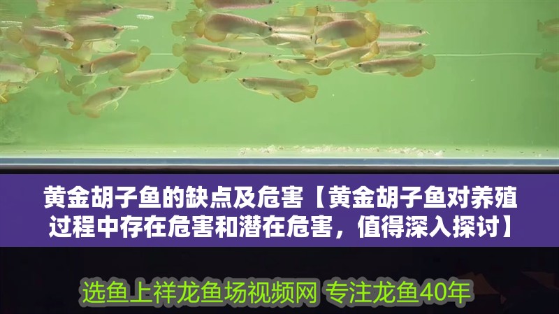 黃金胡子魚的缺點及危害【黃金胡子魚對養殖過程中存在危害和潛在危害，值得深入探討】
