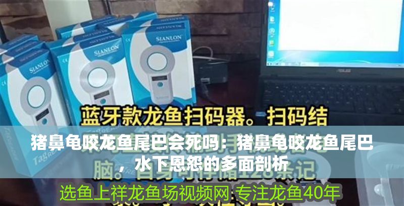 豬鼻龜咬龍魚尾巴會死嗎：豬鼻龜咬龍魚尾巴，水下恩怨的多面剖析