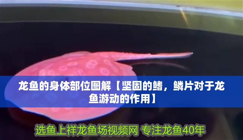 龍魚的身體部位圖解【堅固的鰭，鱗片對于龍魚游動的作用】