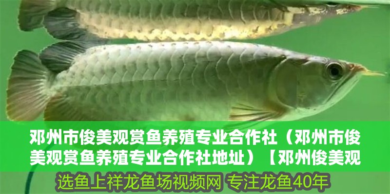 鄧州市俊美觀賞魚養殖專業合作社（鄧州市俊美觀賞魚養殖專業合作社地址）【鄧州俊美觀賞魚養殖專業合作社】