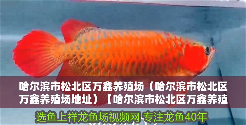 哈爾濱市松北區萬鑫養殖場（哈爾濱市松北區萬鑫養殖場地址）【哈爾濱市松北區萬鑫養殖場】