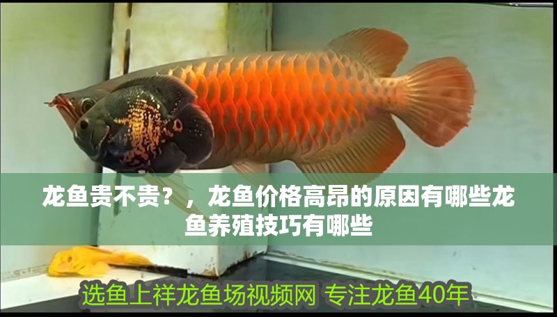 龍魚貴不貴？，龍魚價格高昂的原因有哪些龍魚養殖技巧有哪些