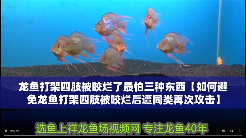 龍魚打架四肢被咬爛了最怕三種東西【如何避免龍魚打架四肢被咬爛后遭同類再次攻擊】
