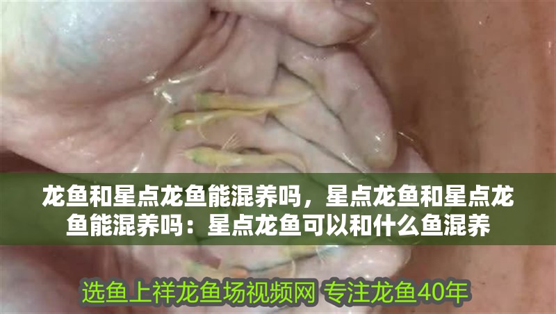 龍魚和星點龍魚能混養(yǎng)嗎，星點龍魚和星點龍魚能混養(yǎng)嗎：星點龍魚可以和什么魚混養(yǎng)