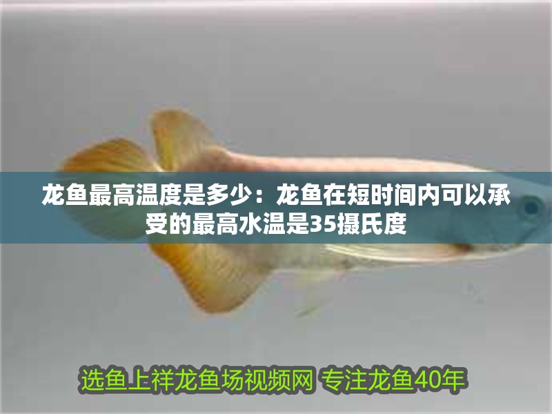 龍魚最高溫度是多少：龍魚在短時間內可以承受的最高水溫是35攝氏度