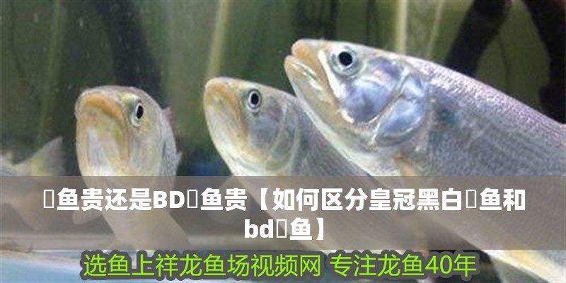 魟魚貴還是BD魟魚貴【如何區分皇冠黑白魟魚和bd魟魚】