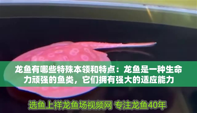 龍魚有哪些特殊本領和特點：龍魚是一種生命力頑強的魚類，它們擁有強大的適應能力