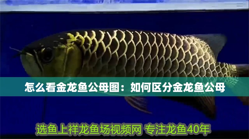 怎么看金龍魚公母圖：如何區分金龍魚公母