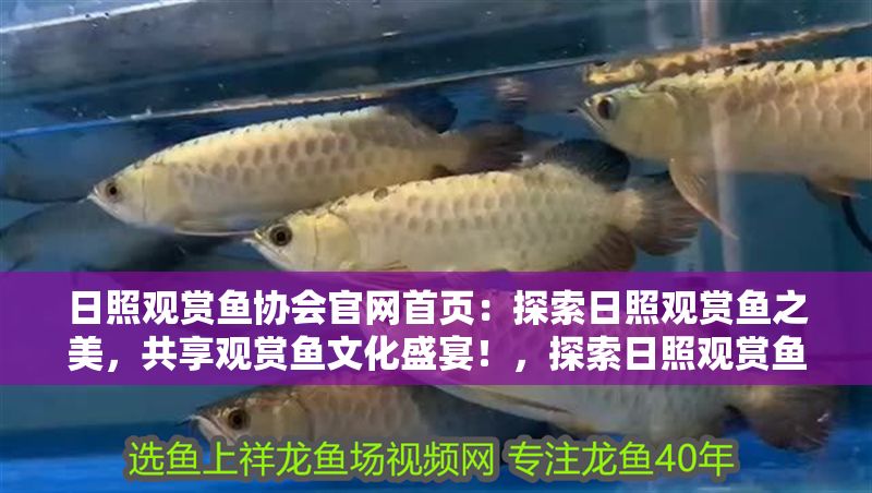日照觀賞魚協會官網首頁：探索日照觀賞魚之美，共享觀賞魚文化盛宴！，探索日照觀賞魚之美，共享觀賞魚文化盛宴！