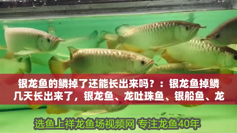 銀龍魚的鱗掉了還能長出來嗎？：銀龍魚掉鱗幾天長出來了，銀龍魚、龍吐珠魚、銀船魚、龍吐珠魚