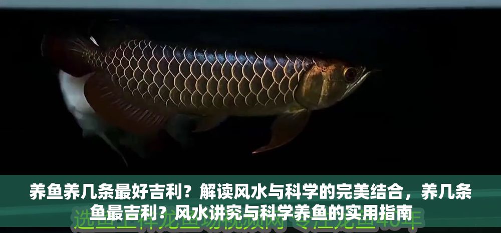 養魚養幾條最好吉利？解讀風水與科學的完美結合，養幾條魚最吉利？風水講究與科學養魚的實用指南