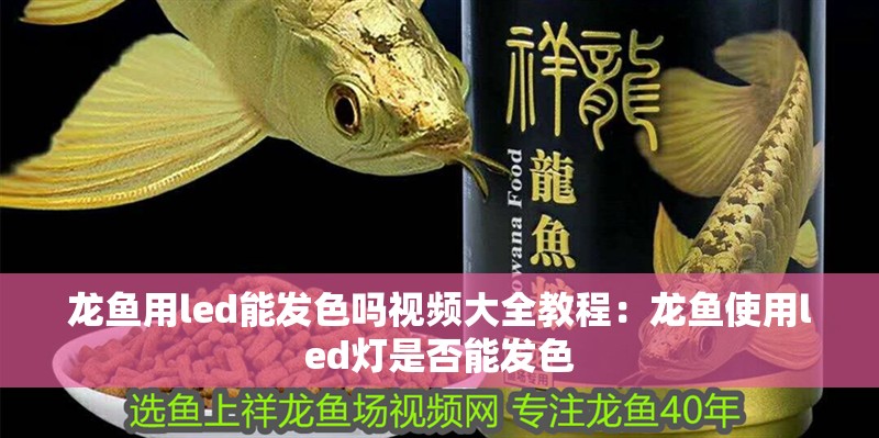 龍魚用led能發色嗎視頻大全教程：龍魚使用led燈是否能發色