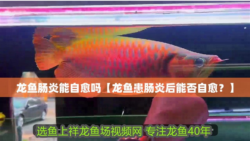 龍魚腸炎能自愈嗎【龍魚患腸炎后能否自愈？】