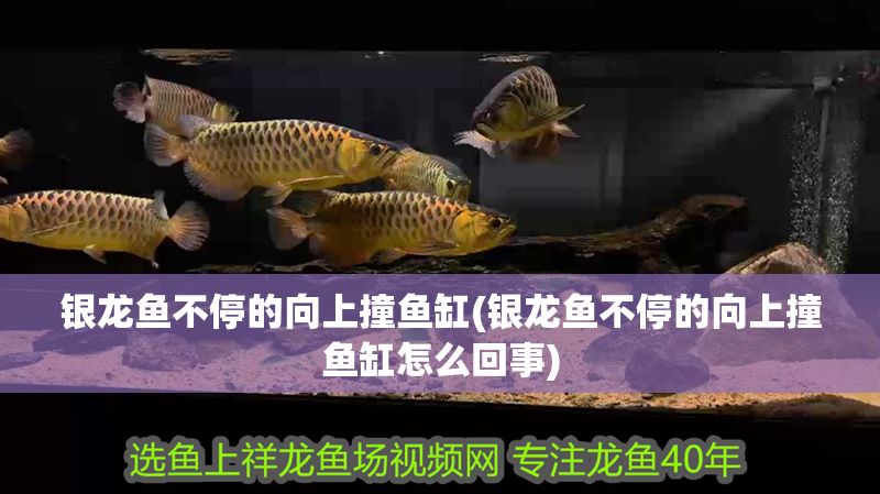 銀龍魚(yú)不停的向上撞魚(yú)缸(銀龍魚(yú)不停的向上撞魚(yú)缸怎么回事)