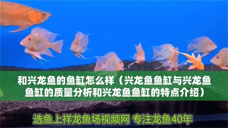 和興龍魚的魚缸怎么樣（興龍魚魚缸與興龍魚魚缸的質量分析和興龍魚魚缸的特點介紹）