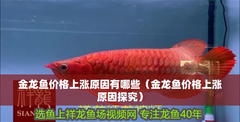 金龍魚價格上漲原因有哪些（金龍魚價格上漲原因探究）