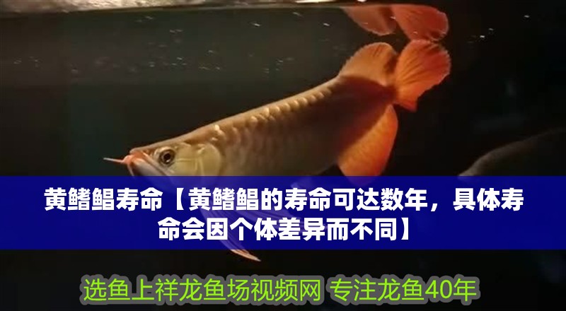 黃鰭鯧壽命【黃鰭鯧的壽命可達(dá)數(shù)年，具體壽命會(huì)因個(gè)體差異而不同】