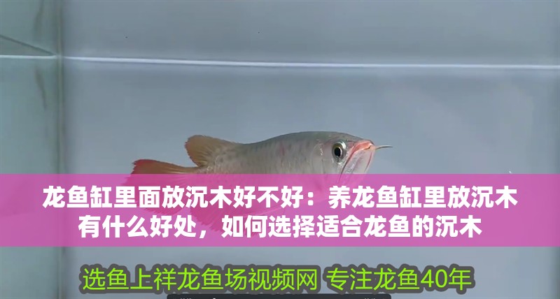 龍魚缸里面放沉木好不好：養龍魚缸里放沉木有什么好處，如何選擇適合龍魚的沉木