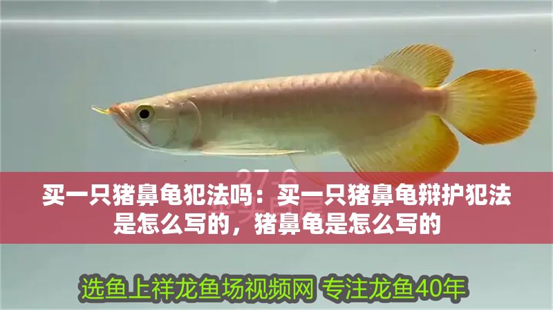 買一只豬鼻龜犯法嗎：買一只豬鼻龜辯護犯法是怎么寫的，豬鼻龜是怎么寫的 買一只豬鼻龜犯法嗎：買一只豬鼻龜辯護犯法是怎么寫的，豬鼻龜是怎么寫的 豬鼻龜百科 第1張