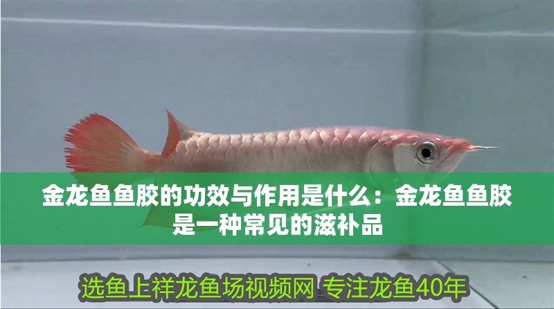 金龍魚魚膠的功效與作用是什么：金龍魚魚膠是一種常見的滋補品