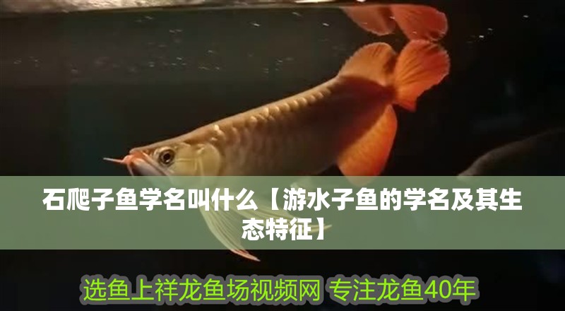 石爬子魚學名叫什么【游水子魚的學名及其生態(tài)特征】