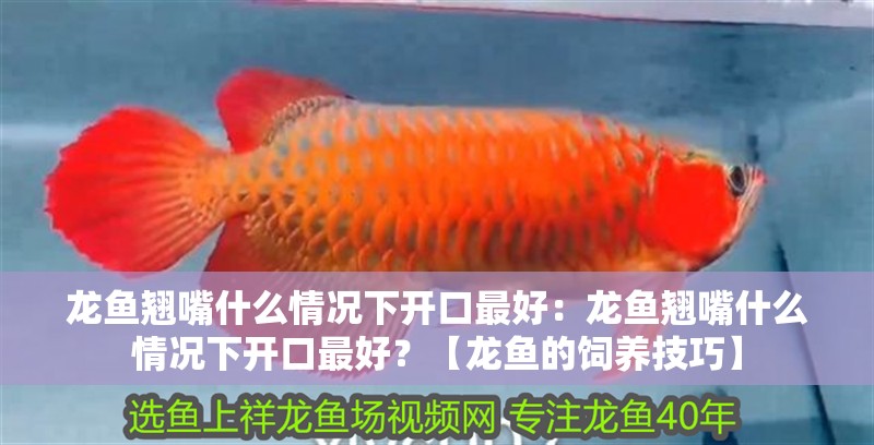 龍魚翹嘴什么情況下開口最好：龍魚翹嘴什么情況下開口最好？【龍魚的飼養技巧】