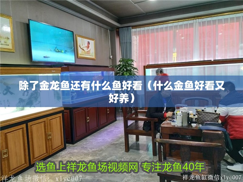 除了金龍魚還有什么魚好看（什么金魚好看又好養）