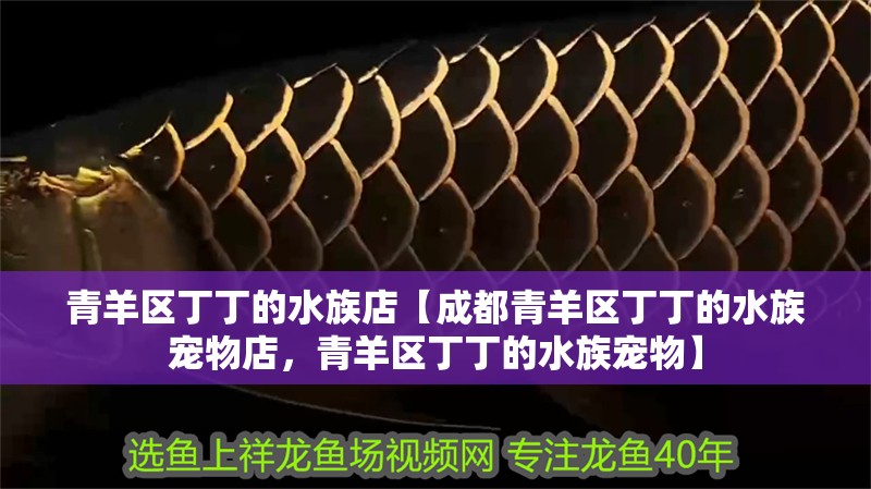 青羊區丁丁的水族店【成都青羊區丁丁的水族寵物店，青羊區丁丁的水族寵物】