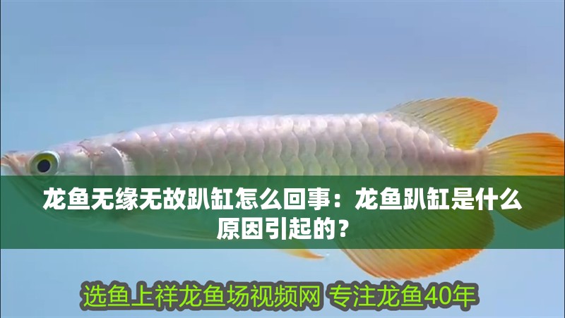 龍魚(yú)無(wú)緣無(wú)故趴缸怎么回事：龍魚(yú)趴缸是什么原因引起的？