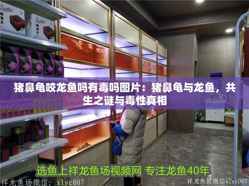 豬鼻龜咬龍魚嗎有毒嗎圖片：豬鼻龜與龍魚，共生之謎與毒性真相