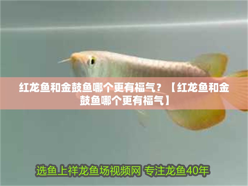 紅龍魚和金鼓魚哪個(gè)更有福氣？【紅龍魚和金鼓魚哪個(gè)更有福氣】