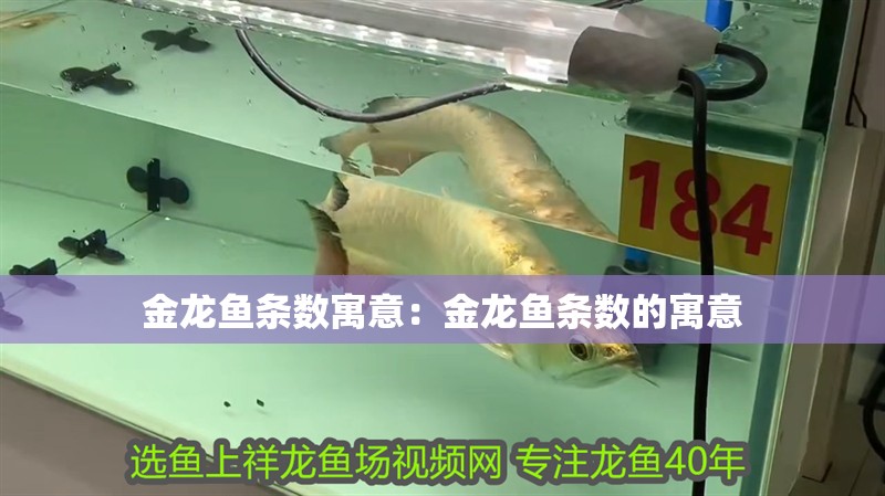 金龍魚條數寓意：金龍魚條數的寓意