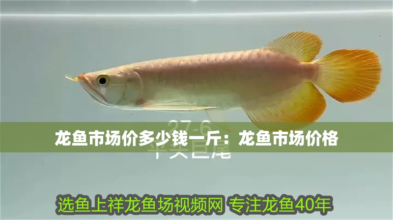 龍魚市場價多少錢一斤：龍魚市場價格