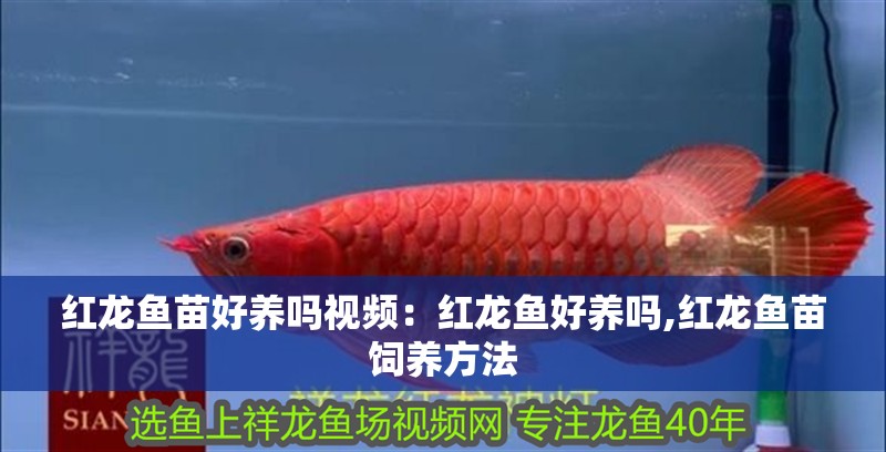 紅龍魚(yú)苗好養(yǎng)嗎視頻：紅龍魚(yú)好養(yǎng)嗎,紅龍魚(yú)苗飼養(yǎng)方法
