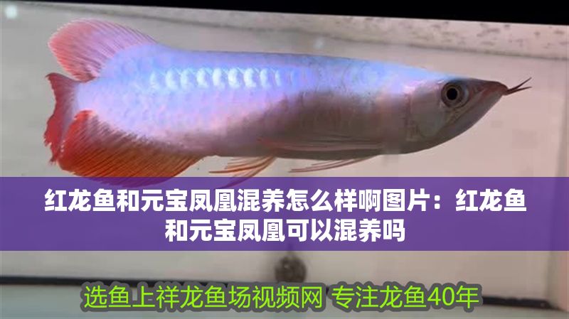 紅龍魚和元寶鳳凰混養(yǎng)怎么樣啊圖片：紅龍魚和元寶鳳凰可以混養(yǎng)嗎